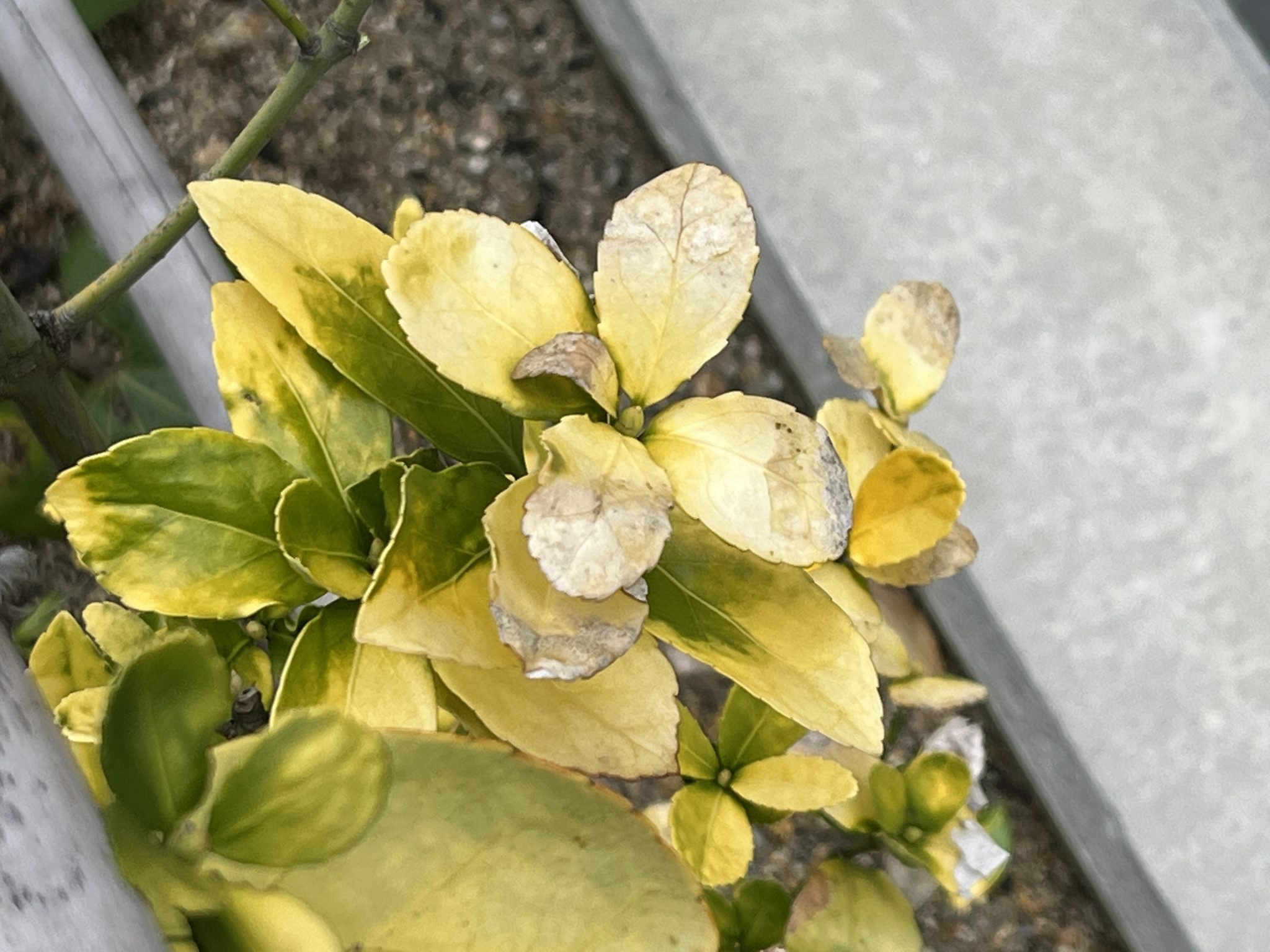 黄金マサキの葉が枯れ始めました | 緑の相談室
