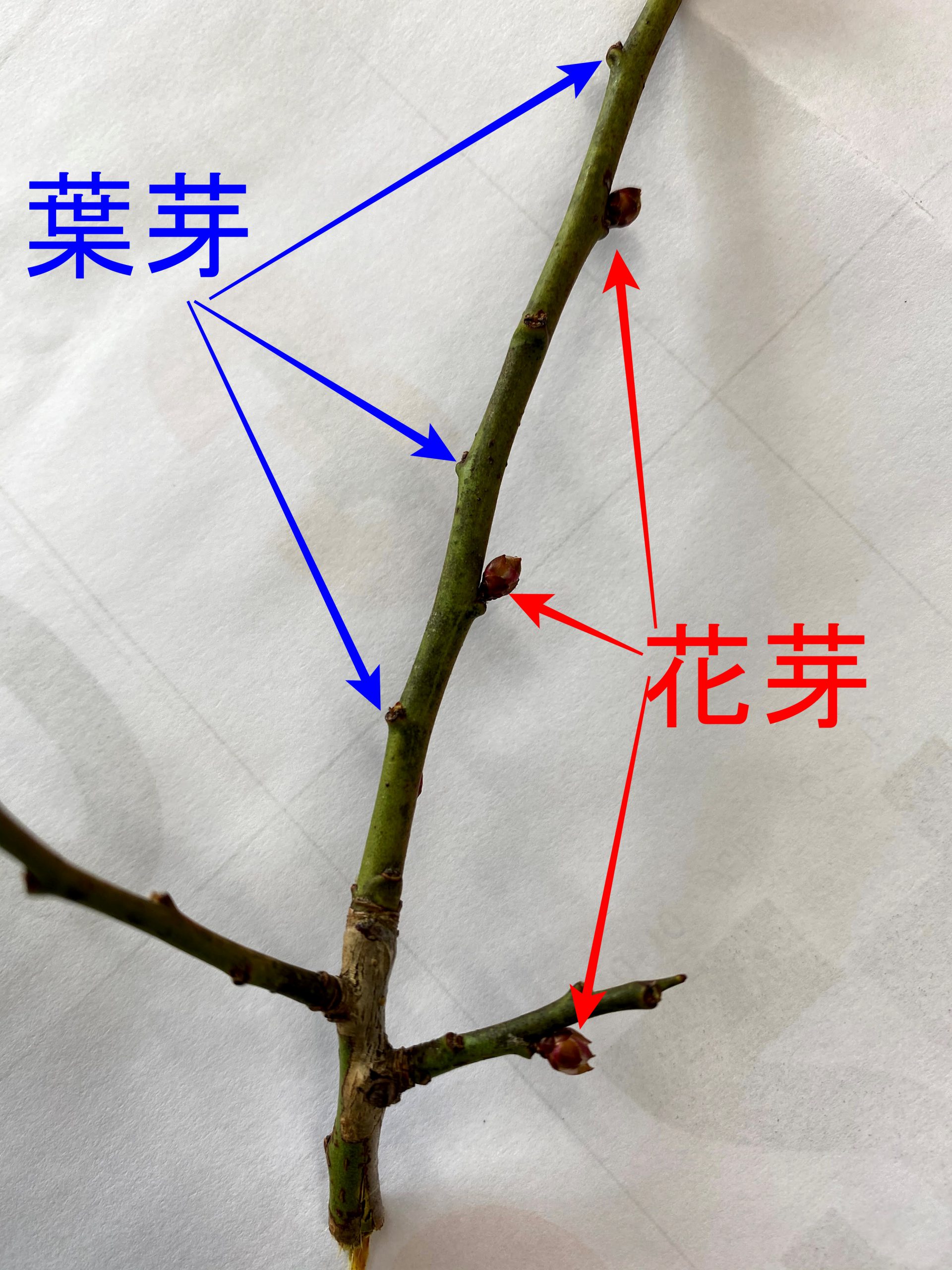 梅 の 木 剪定 図解
