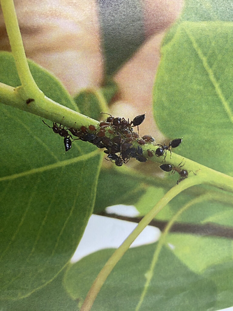 ナンキンハゼにアブラムシ