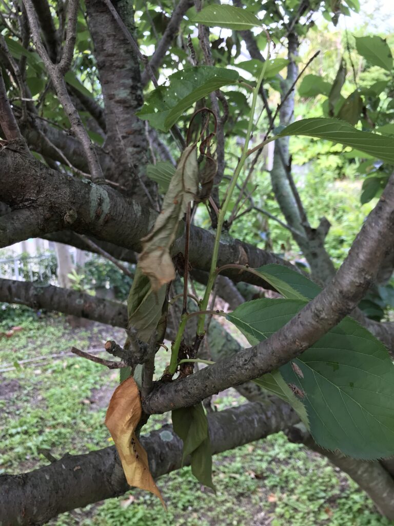 八重桜の葉の縮れ