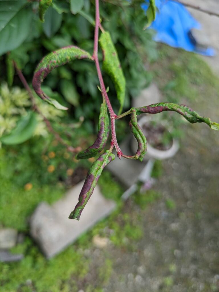 シュウカイドウの新芽がシナシナに。元気がありません