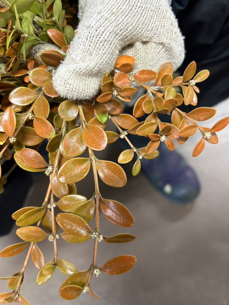 紅ツゲの葉に斑点