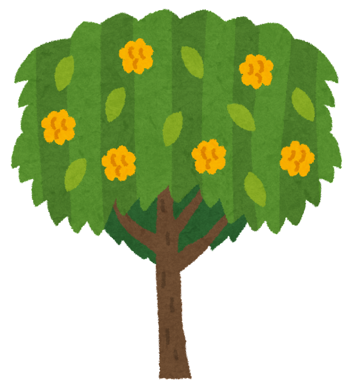 ビワの木を種から育てる